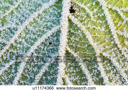 Stock Photograph - hibernal, botany, h2o, frost, flora, alfred. Fotosearch
