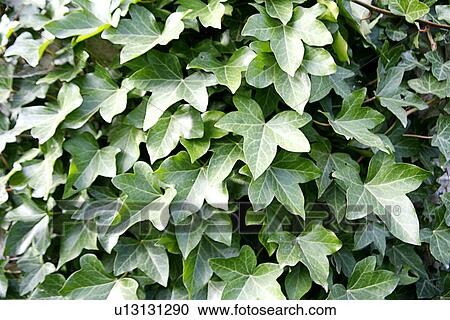 ivy, background, hedera, green, day, alfred View Large Photo Image Stock Image - ivy, background, hedera, green, day, alfred. Fotosearch