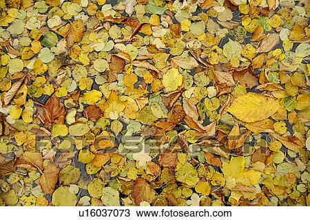 leaf, autumn, day, brown, background, alfred View Large Photo Image Stock Image - leaf, autumn, day, brown, background, alfred. Fotosearch