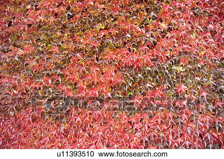leaf, background, ivy, hedera, day, alfred View Large Photo Image Stock Image - leaf, background, ivy, hedera, day, alfred. Fotosearch