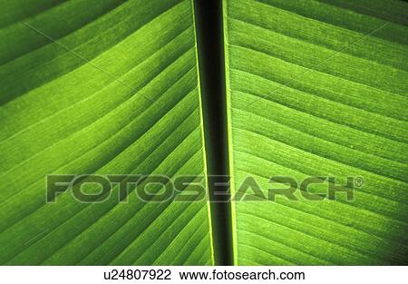 Stock Image - leaf, silhouette, rackabones, green, grÅ¸n, bright, glowing. Fotosearch