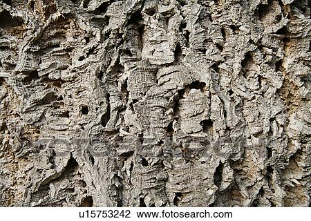 Stock Image - recess, background, baumrinden, bark, backgrounds, alfred. Fotosearch