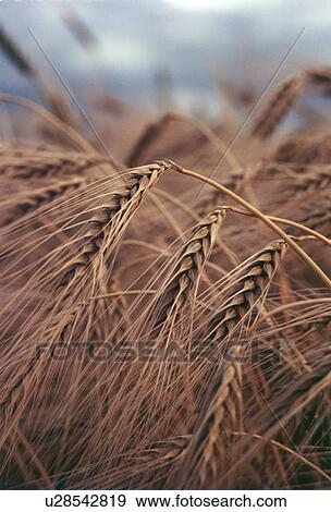 reif, acre, aliment, andrea, Austria, basic food View Large Photo Image Stock Photo - reif, acre, aliment, andrea, Austria, basic food. Fotosearch