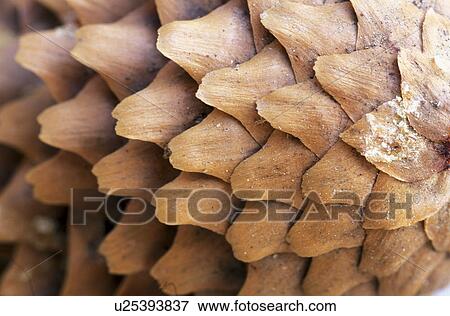 Stock Photo - schuppen, abies, austria, burgenland, calf, nature, Norway spruce. Fotosearch