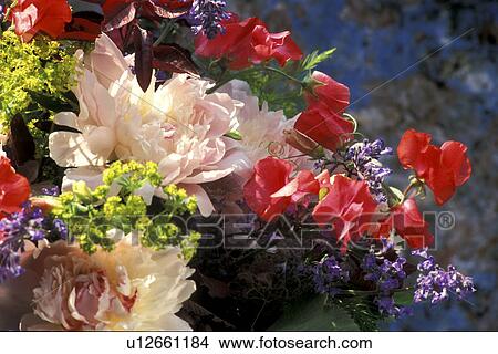 Picture - alchemilla, birthdays, birthday, Bernhard, abloom. Fotosearch