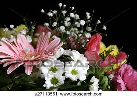 Stock Image - alfred, black, birthday, Austria, abloom. Fotosearch
