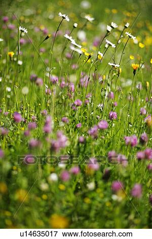 bavaria, allemagne, aue, aromatic, ambrosial, beam, agriculture View Large Photo Image Stock Photo - bavaria, allemagne, aue, aromatic, ambrosial, beam, agriculture. Fotosearch