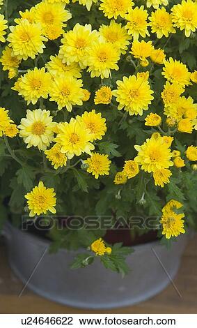 Stock Image - beautiful, beauty, blooming, blooms, blossom, botanical, botany. Fotosearch