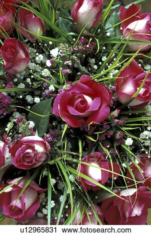 Stock Image - Bernhard, bloom, birthdays, birthday, abloom. Fotosearch