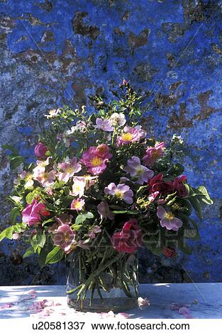 Stock Photo - Bernhard, bloom, birthdays, birthday, abloom. Fotosearch