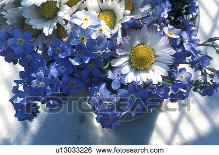 Bernhard, bloom, birthdays, birthday, abloom View Large Photo Image Stock Photograph - Bernhard, bloom, birthdays, birthday, abloom. Fotosearch