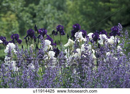 Stock Photography - Bernhard, bloom, cow, flower, garden, green. Fotosearch