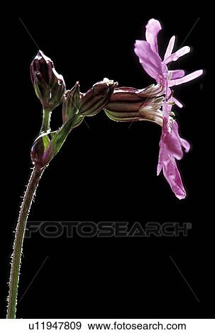 Stock Photo - black, blossom, blooms, bloom, abloom. Fotosearch