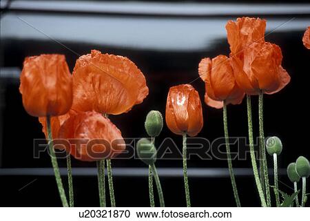 Stock Image - bloom, automobil, black, Bernhard, automobiles, abloom. Fotosearch