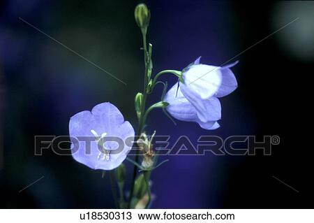 bloom, Bell, Bernhard, bellflowers, bellflower, abloom View Large Photo Image Stock Image - bloom, Bell, Bernhard, bellflowers, bellflower, abloom. Fotosearch