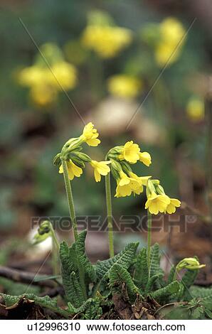 Stock Image - bloom, blossom, blooms, abloom. Fotosearch