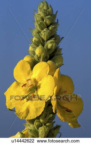 bloom, blossom, blooms, abloom View Large Photo Image Stock Image - bloom, blossom, blooms, abloom. Fotosearch