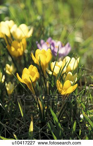 Stock Photo - bloom, blossom, blooms, abloom. Fotosearch