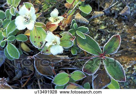 Stock Photo - bloom, blossom, blooms, abloom. Fotosearch