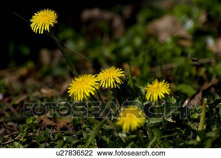 Stock Image - bloom, blowball, Compositae, dandelion, floret, flower, frank. Fotosearch