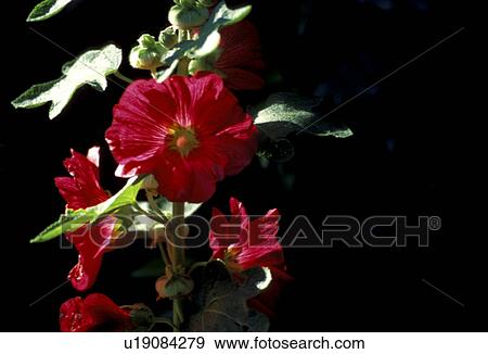 Stock Photo - blooms, althaea, bloom, black, Bernhard, abloom. Fotosearch
