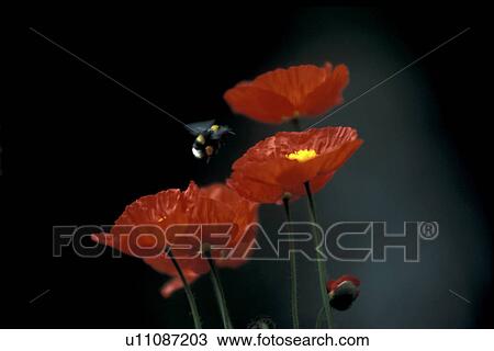 Stock Image - blooms, bee, bloom, black, Bernhard, abloom. Fotosearch
