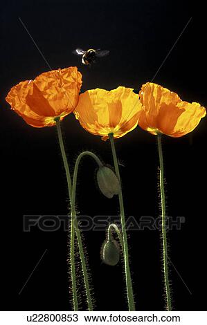Stock Image - blooms, bee, bloom, black, Bernhard, abloom. Fotosearch