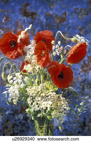 Stock Image - blooms, Bernhard, bloom, birthdays, birthday, abloom. Fotosearch