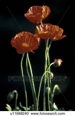 Stock Image - blossom, Bernhard, blooms, bloom, black, abloom. Fotosearch