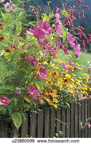blossom, Bernhard, blooms, bloom, black-eyed Susan, abloom View Large Photo Image Stock Photo - blossom, Bernhard, blooms, bloom, black-eyed Susan, abloom. Fotosearch