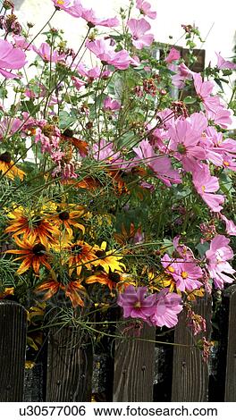 Stock Photograph - blossom, Bernhard, blooms, bloom, black-eyed Susan, abloom. Fotosearch