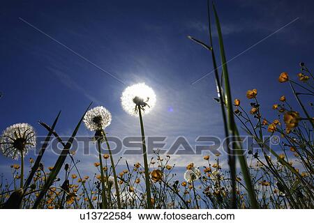 blowball, flower, crowfoot, farmland, aue, outside, flowers View Large Photo Image Picture - blowball, flower, crowfoot, farmland, aue, outside, flowers. Fotosearch