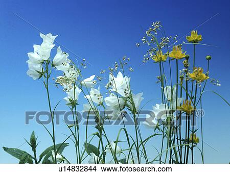 Picture - blue, Bell, Bernhard, bellflowers, bellflower, allergy. Fotosearch