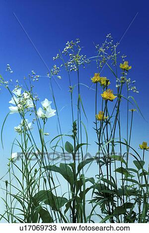Stock Image - blue, Bell, Bernhard, bellflowers, bellflower, allergy. Fotosearch