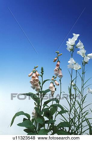 Stock Photo - blue, Bell, Bernhard, bellflowers, bellflower, allergy. Fotosearch