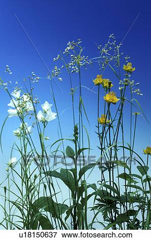 blue, Bell, Bernhard, bellflowers, bellflower, allergy View Large Photo Image Stock Photo - blue, Bell, Bernhard, bellflowers, bellflower, allergy. Fotosearch