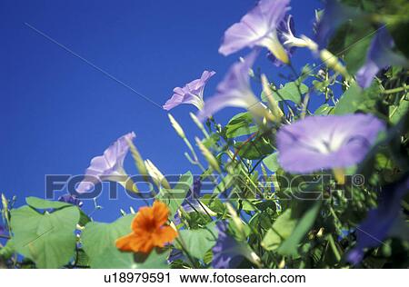 blue, Bernhard, blossom, blooms, bloom, abloom View Large Photo Image Stock Image - blue, Bernhard, blossom, blooms, bloom, abloom. Fotosearch