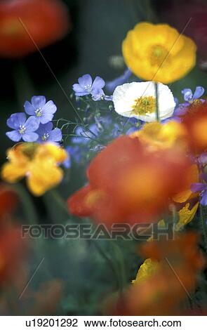Stock Image - blue, Bernhard, blossom, blooms, bloom, abloom. Fotosearch