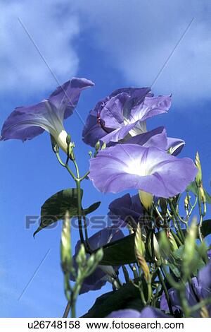 Stock Photo - blue, Bernhard, blossom, blooms, bloom, abloom. Fotosearch