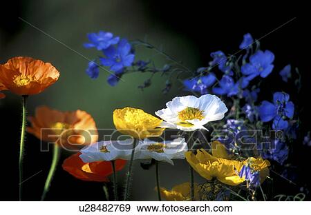 Stock Photo - blue, Bernhard, blossom, blooms, bloom, abloom. Fotosearch
