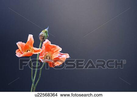 Picture - calm, artful, black, background, Austria, clear, art. Fotosearch