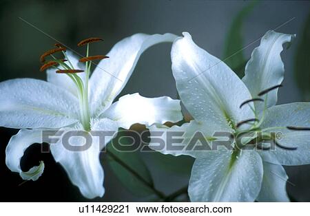 CLOSE, Bernhard, blossom, blooms, bloom, abloom View Large Photo Image Stock Image - CLOSE, Bernhard, blossom, blooms, bloom, abloom. Fotosearch