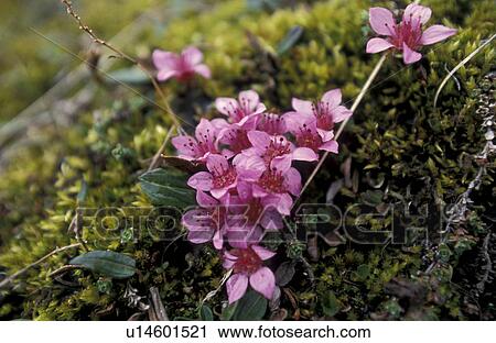 Stock Image - CLOSE, Bernhard, blossom, blooms, bloom, abloom. Fotosearch