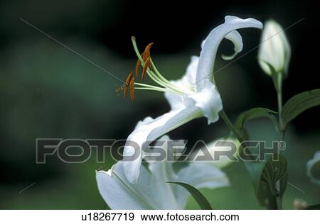 Stock Photo - CLOSE, Bernhard, blossom, blooms, bloom, abloom. Fotosearch