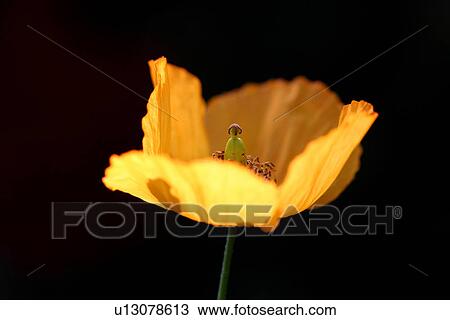 CLOSE, black, burkhard, blossom, bloom, abloom View Large Photo Image Stock Image - CLOSE, black, burkhard, blossom, bloom, abloom. Fotosearch