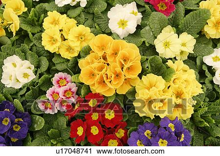 Stock Image - close-up, alfred, CLOSE, blossom, bloom, abloom. Fotosearch