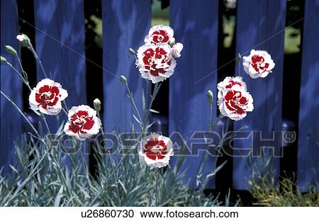 close-up, bloom, CLOSE, blue, blossom, day, abloom View Large Photo Image Stock Image - close-up, bloom, CLOSE, blue, blossom, day, abloom. Fotosearch
