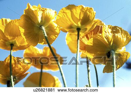 Stock Image - corn, Bernhard, blossom, blooms, bloom, abloom. Fotosearch