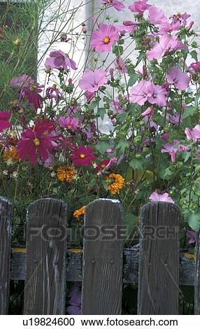 Stock Image - cosmea, Bernhard, blossom, blooms, bloom, abloom. Fotosearch