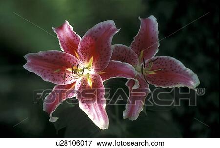 couple, Bernhard, blossom, blooms, bloom, abloom View Large Photo Image Stock Photo - couple, Bernhard, blossom, blooms, bloom, abloom. Fotosearch